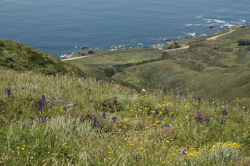 Photo taken at Garrapata State Park © 2005 Dean W. Taylor. 